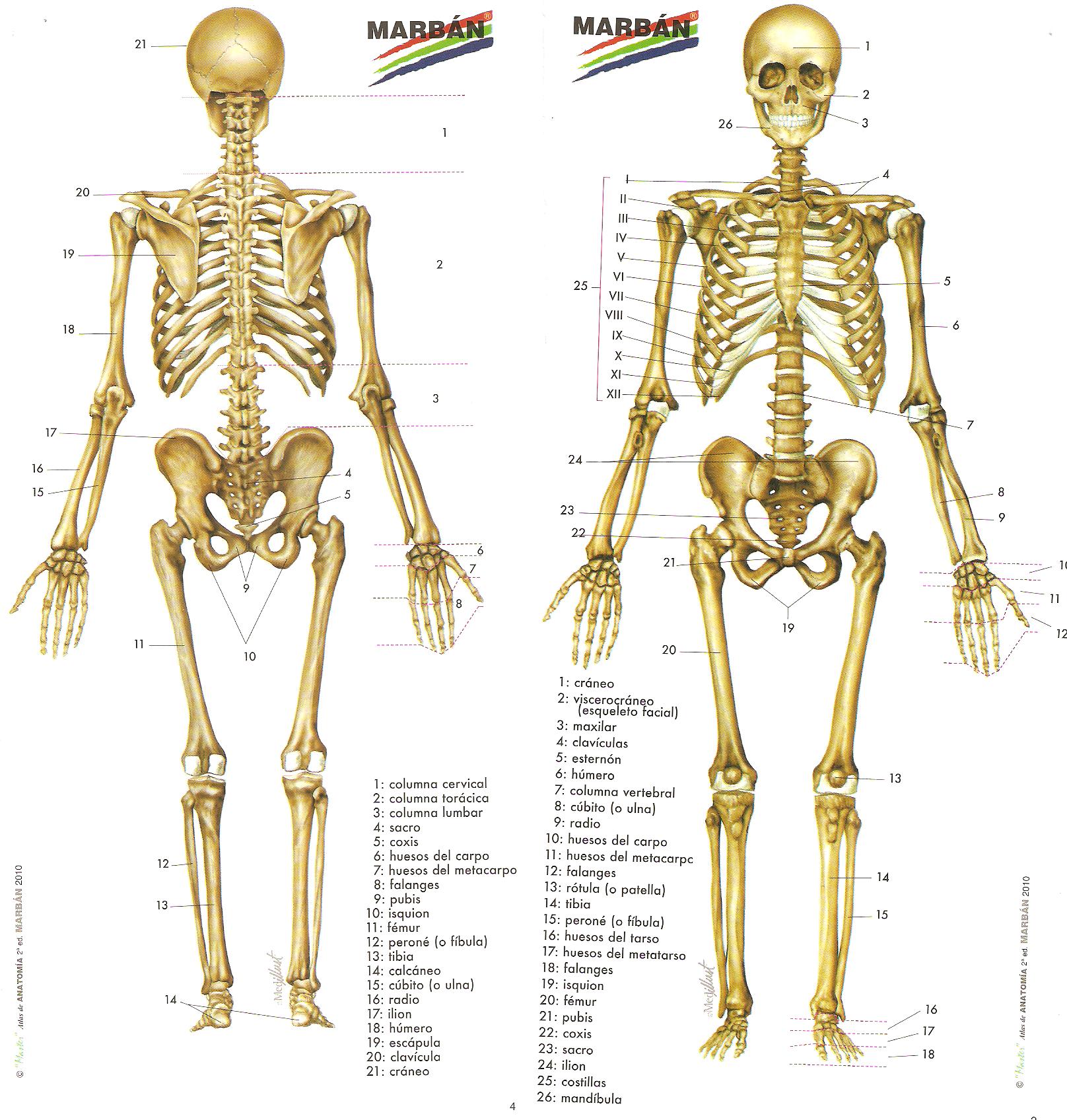 Huesos 2 1616×1696 Cuerpo Humano Pinterest